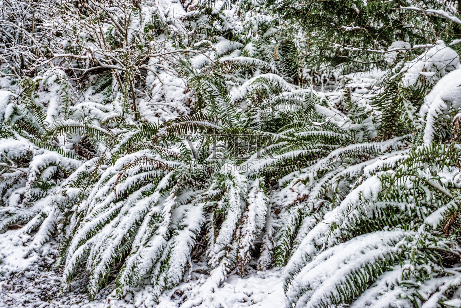 雪在蕨类植物照片摄影图片