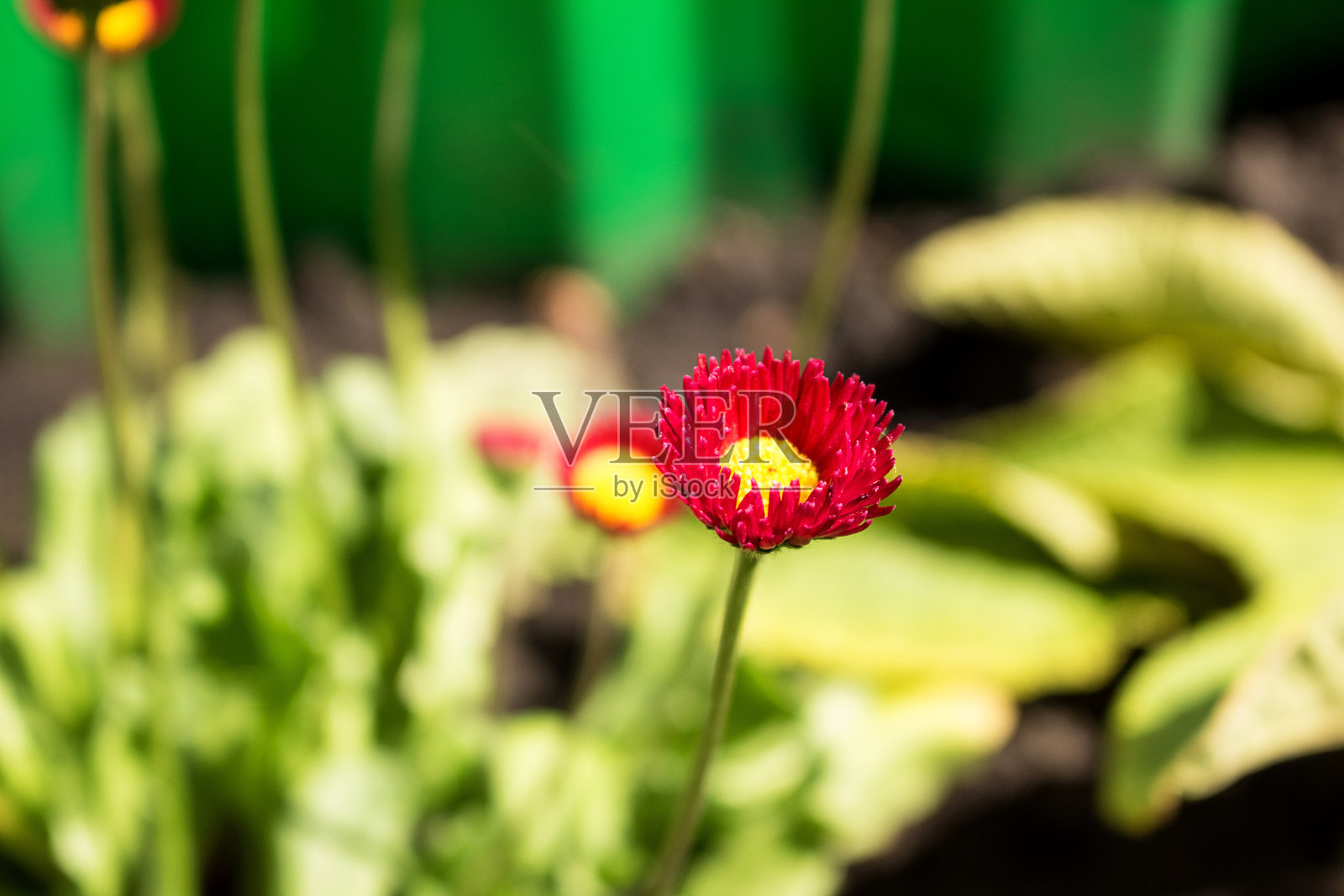 红色小花，花心黄色。娇嫩的雏菊花。照片摄影图片