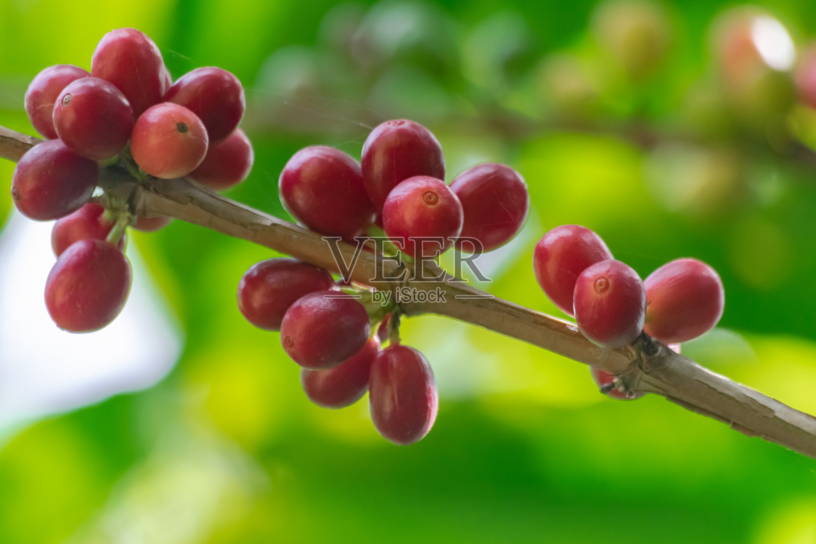 红熟咖啡豆照片摄影图片