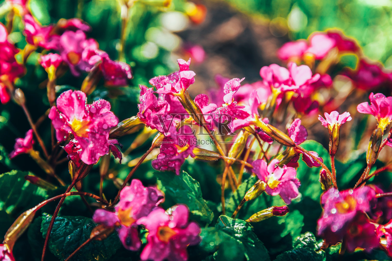 粉红色花的报春花。鼓舞人心的自然花卉，春天或夏天盛开的花园或公园背景照片摄影图片