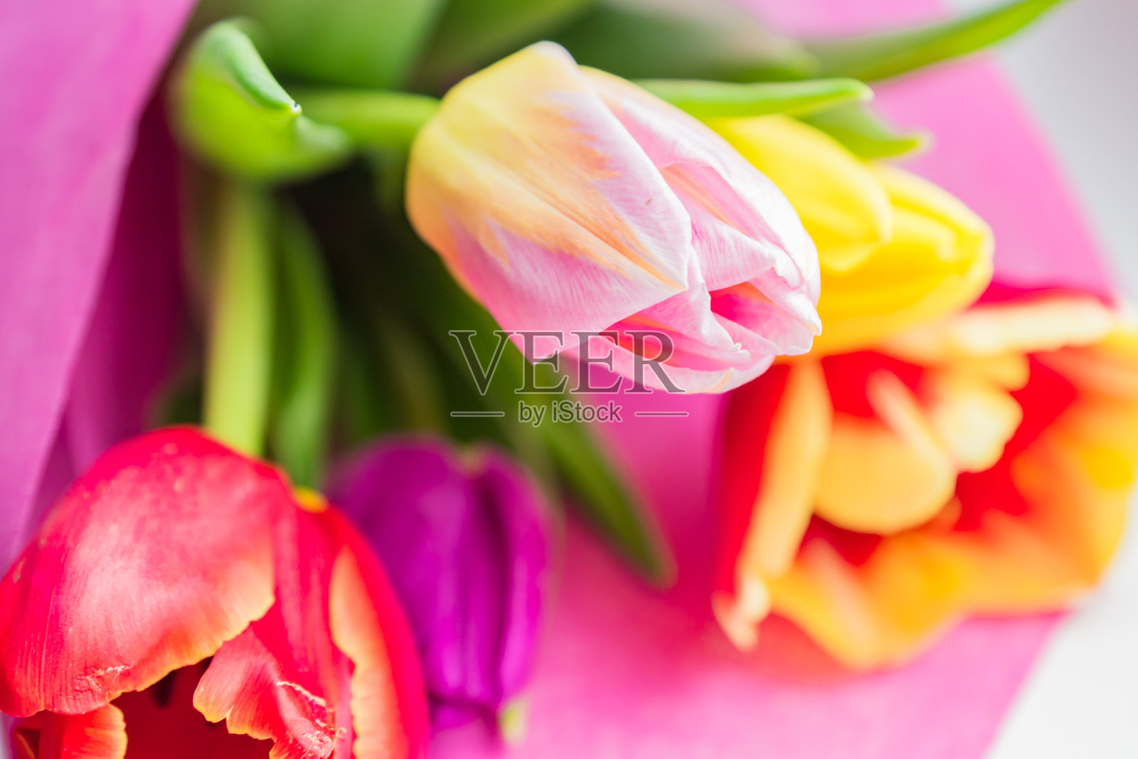 美丽的春天，一束五颜六色的郁金香。特写，柔焦照片摄影图片