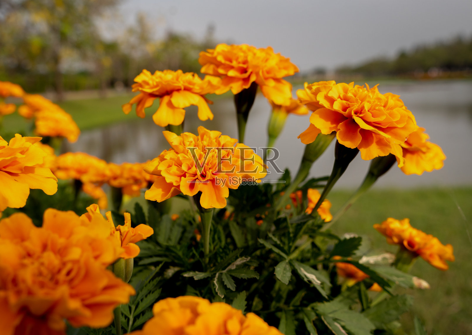 黄石公园里的金盏花，背景是水照片摄影图片