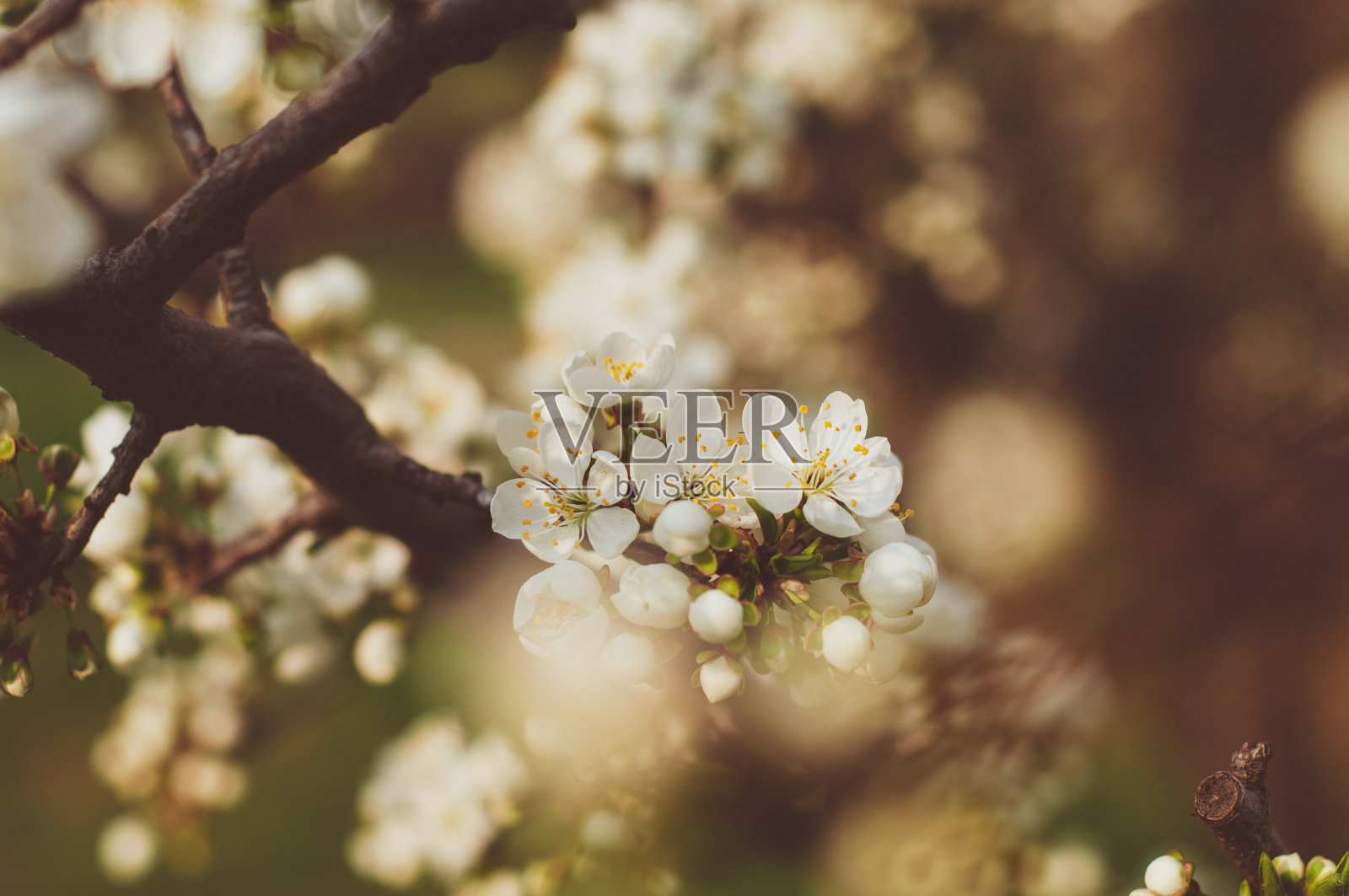 盛开的白花和花蕾在一棵樱桃树的树枝上的背景近距离上模糊的背景照片摄影图片