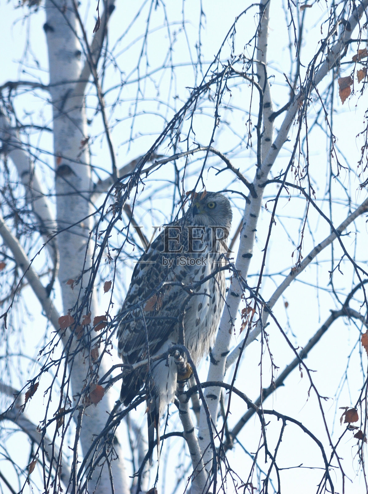 鸟库伯的鹰鄂木斯克地区俄罗斯西伯利亚照片摄影图片