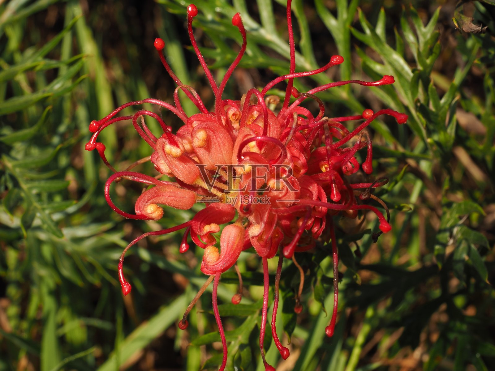 澳大利亚本土的格栅花。照片摄影图片