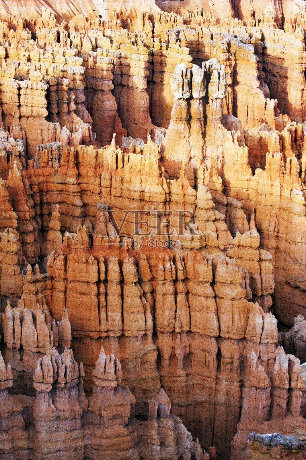 犹他州布莱斯峡谷国家公园的呼杜鸟照片摄影图片
