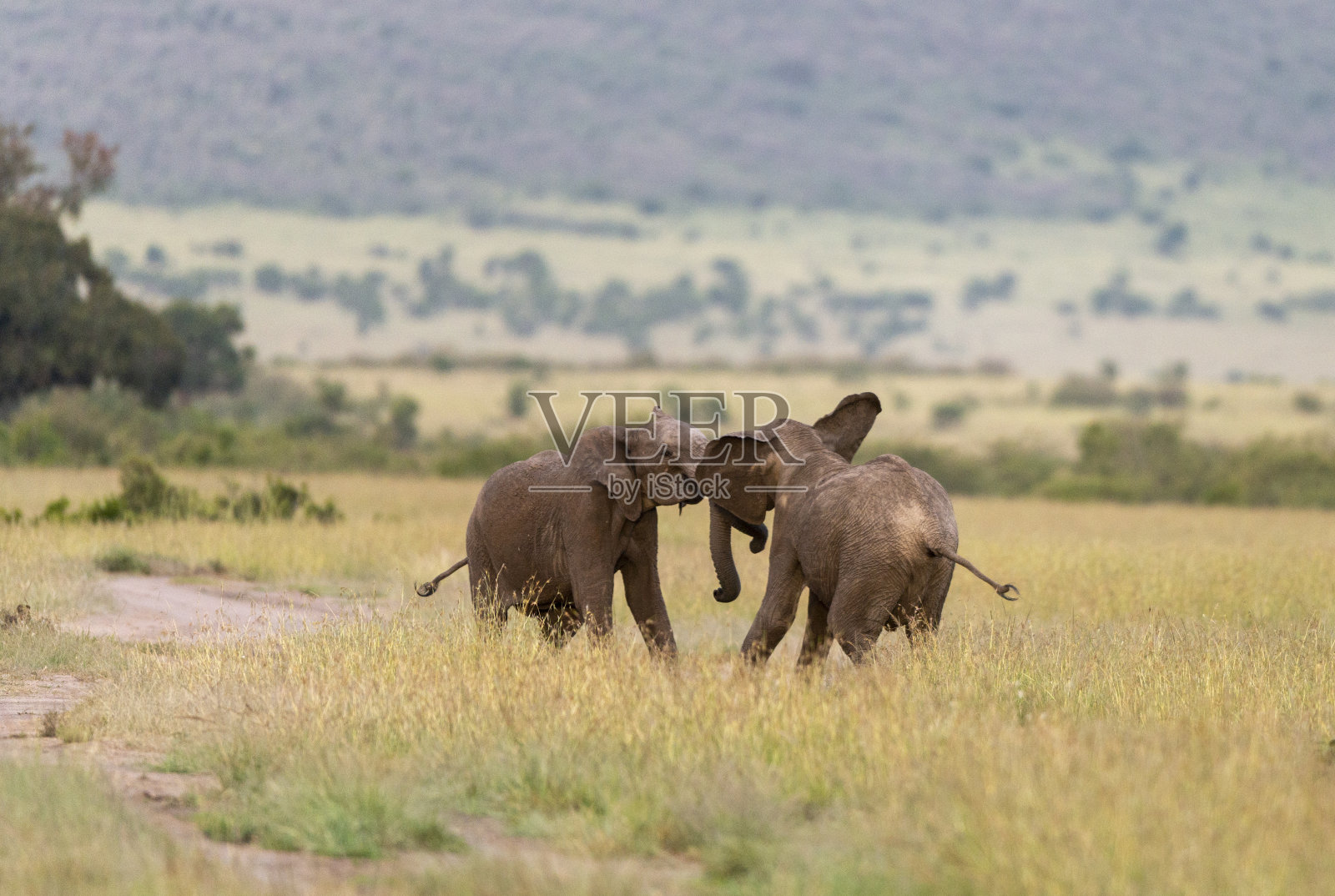 非洲肯尼亚，马赛马拉野生动物保护区，两只年轻的大象在打架照片摄影图片