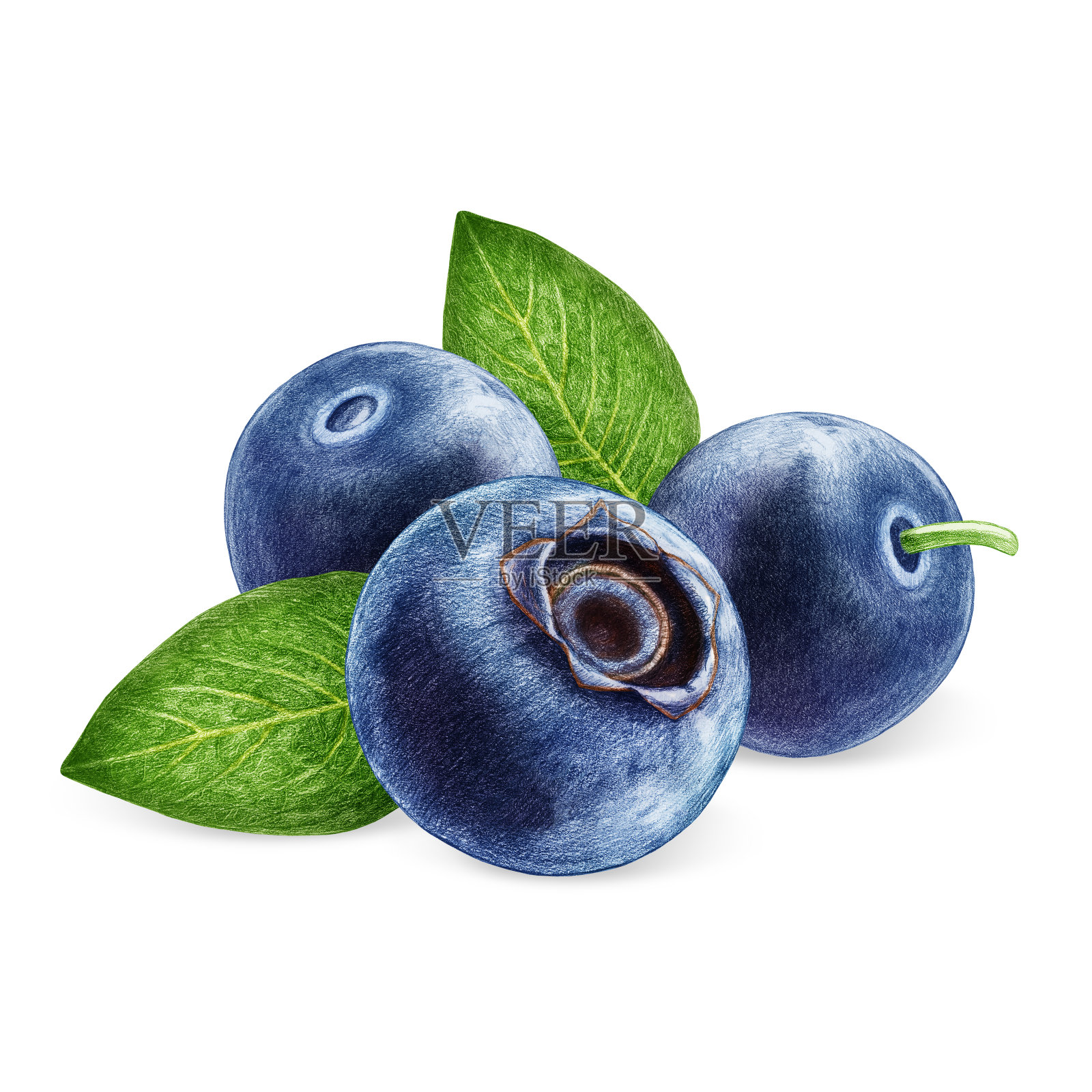 手绘的蓝莓插图。数字彩色。插画图片素材