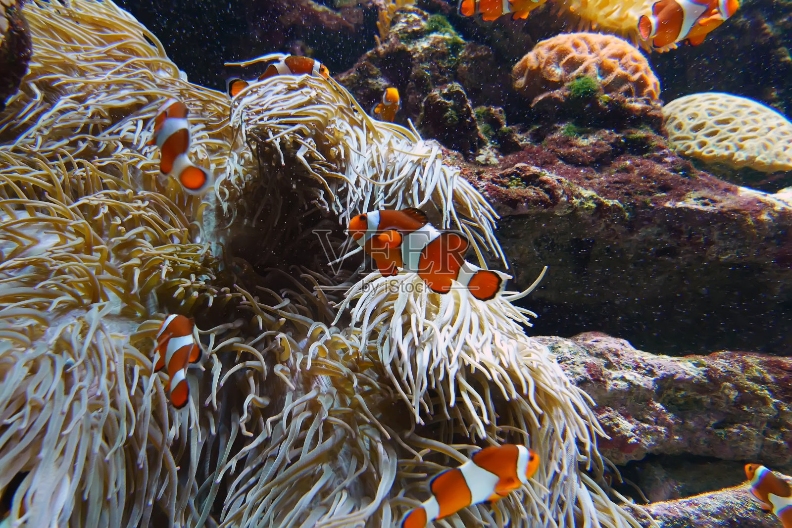 小丑鱼在海葵间嬉戏照片摄影图片
