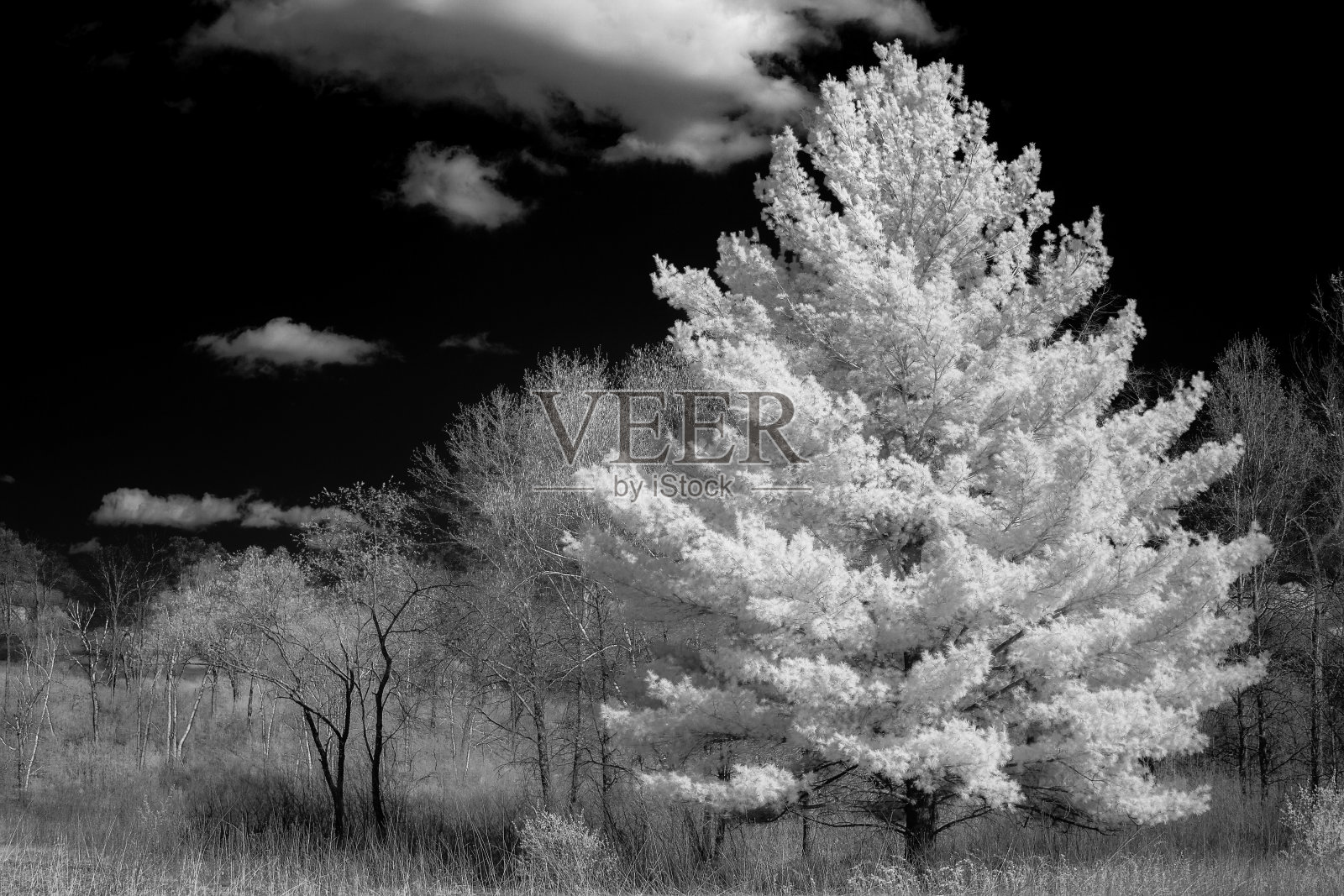 明尼苏达州早春的白松林照片摄影图片