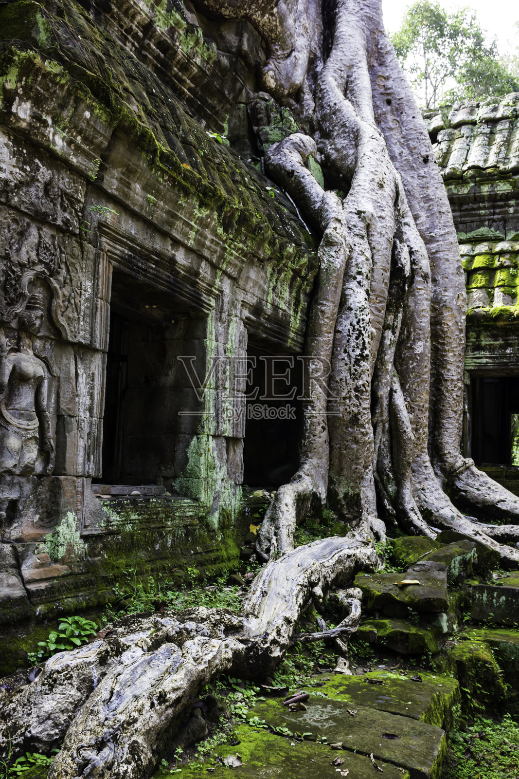 一棵大树覆盖着暹粒的废墟寺庙照片摄影图片