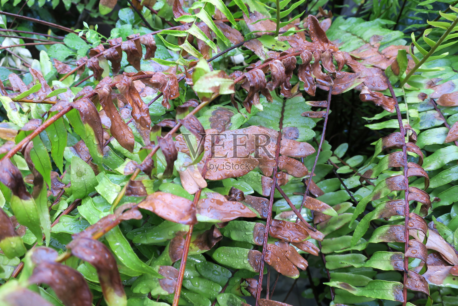 后院的蕨类植物被晒焦了照片摄影图片