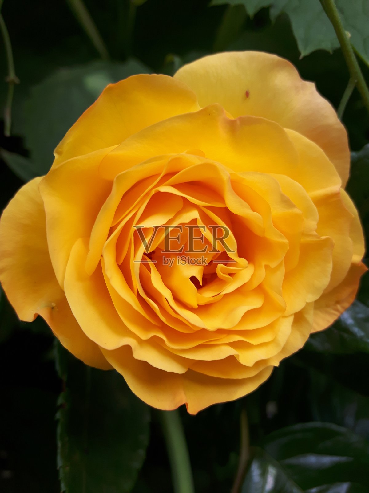 单一的黄玫瑰照片摄影图片