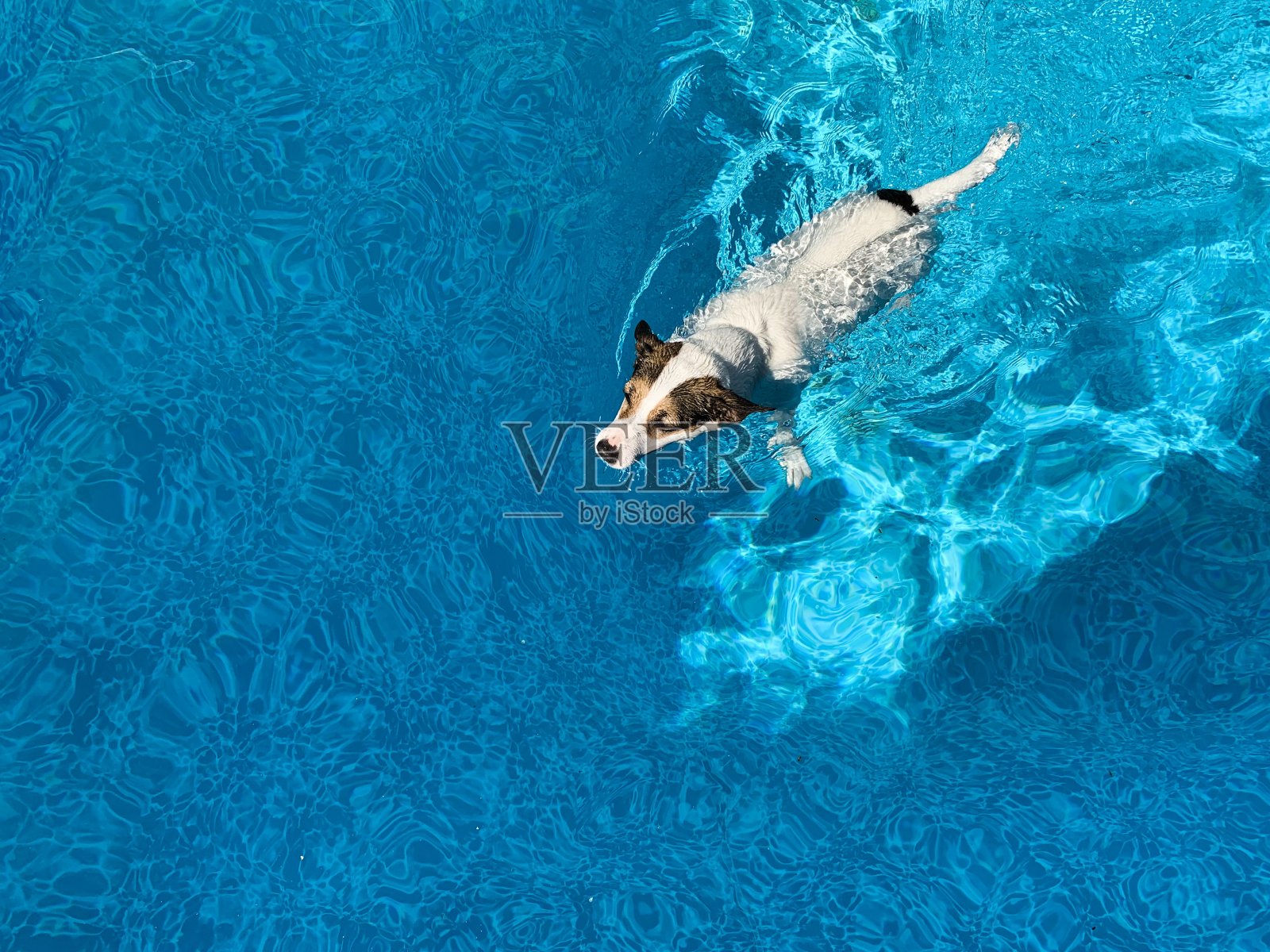 小狗在一个阳光明媚的日子里在室外游泳池里游泳照片摄影图片