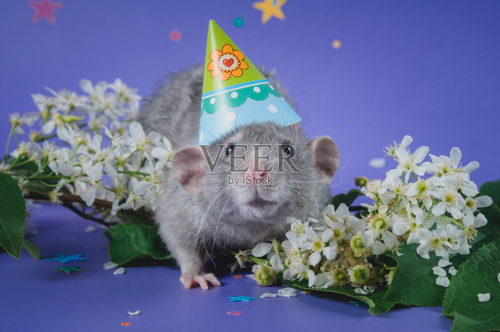 老鼠在蓝色背景下庆祝生日照片摄影图片