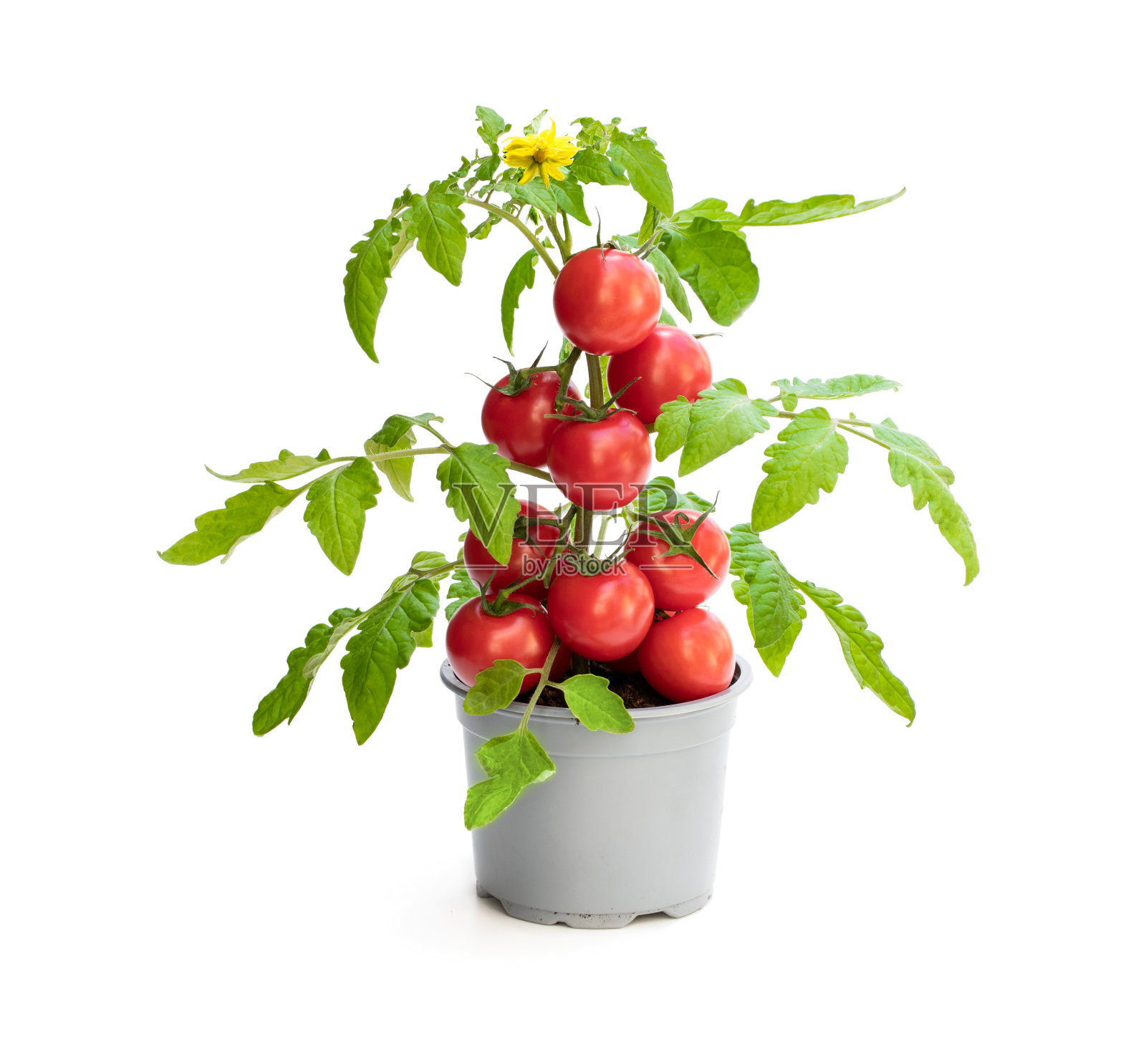 新鲜的自产番茄植物。大丰收概念照片摄影图片