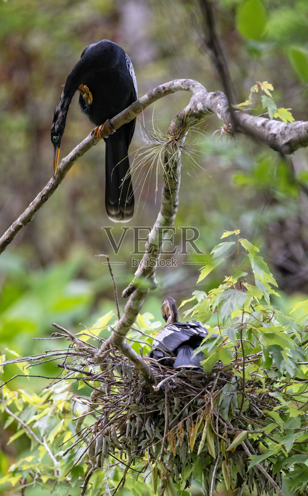 在大沼泽地里，当一只雌蛇眼镜蛇坐在她的巢里时，雄蛇眼镜蛇往下看照片摄影图片