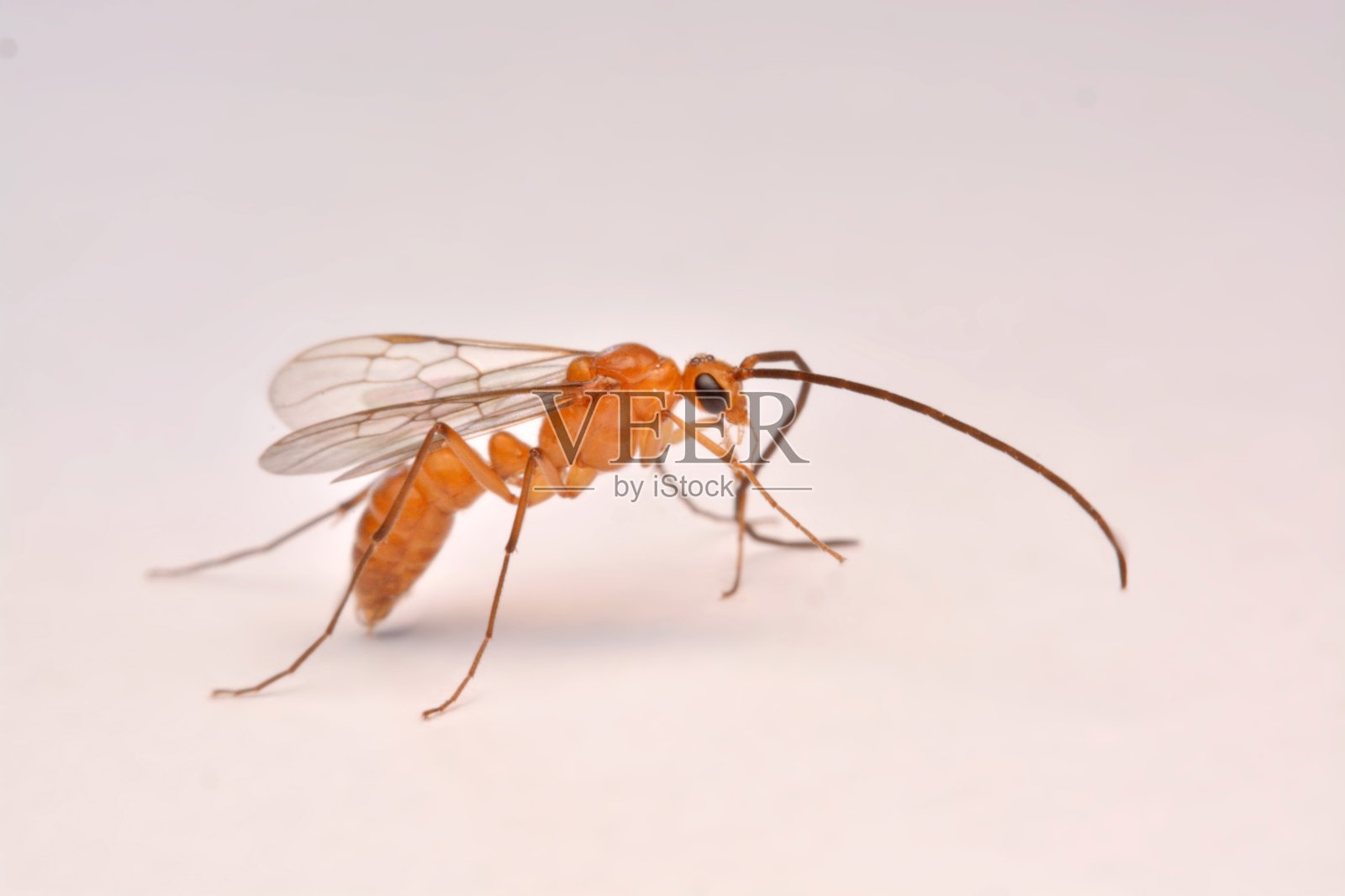 红蜂膜翅目昆虫的茧蜂照片摄影图片