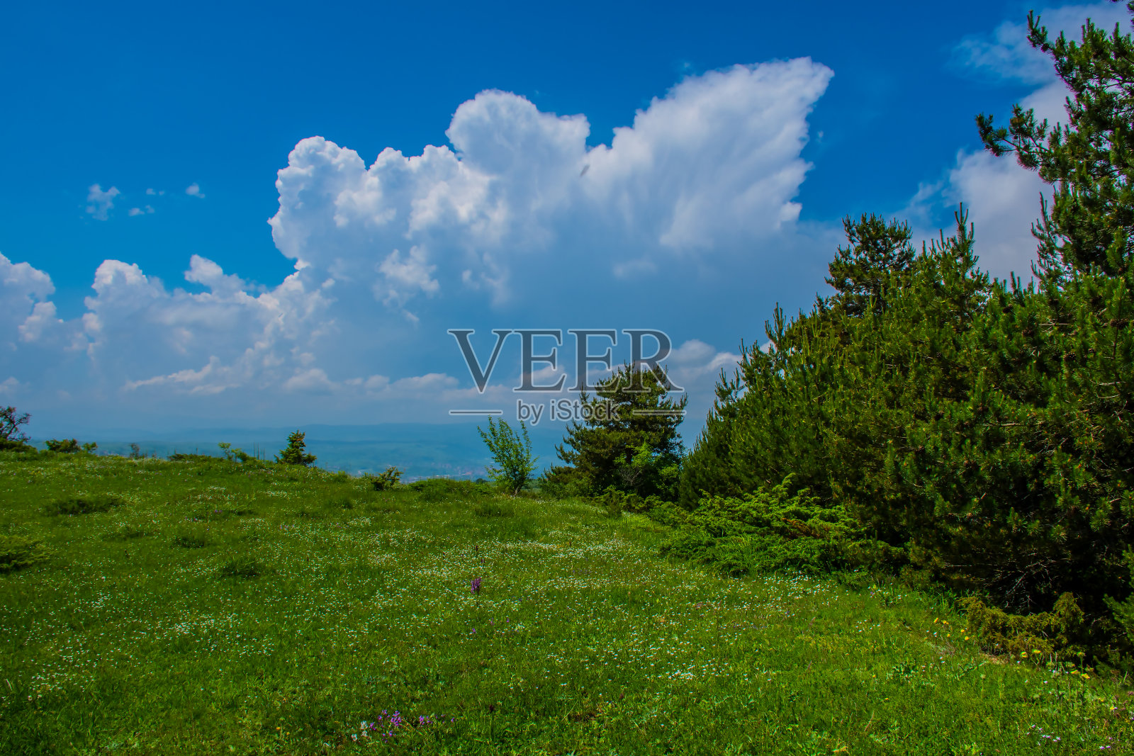 绿草和多云的蓝天景观照片摄影图片