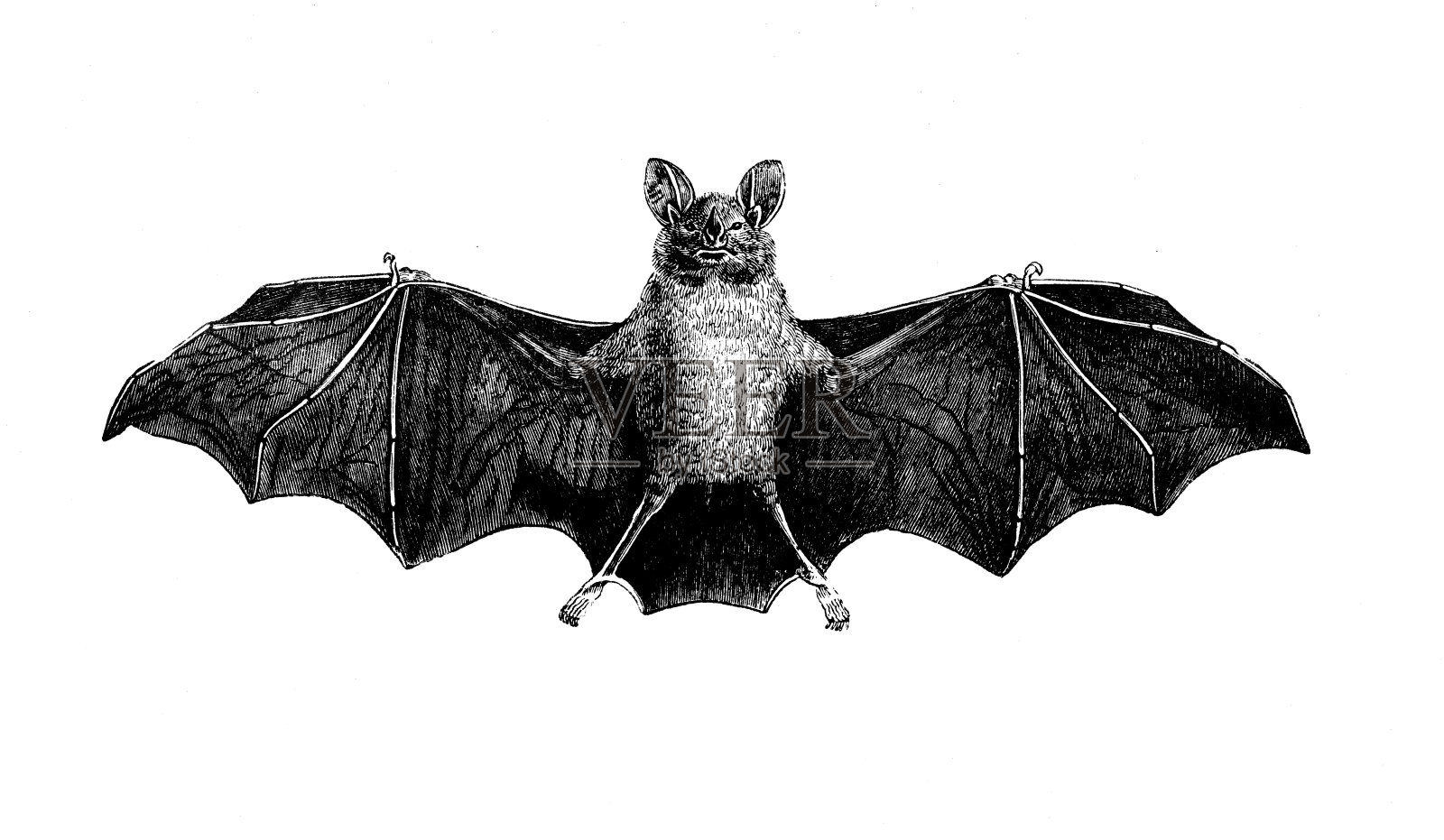 蝙蝠古董法国自然史插图插画图片素材