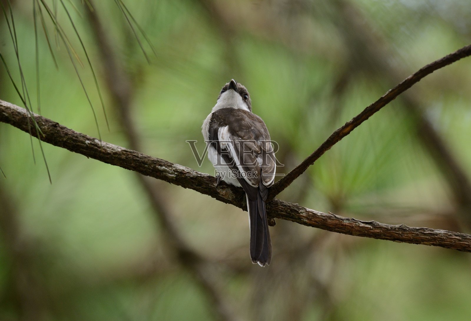 斑翅伯劳鸟照片摄影图片