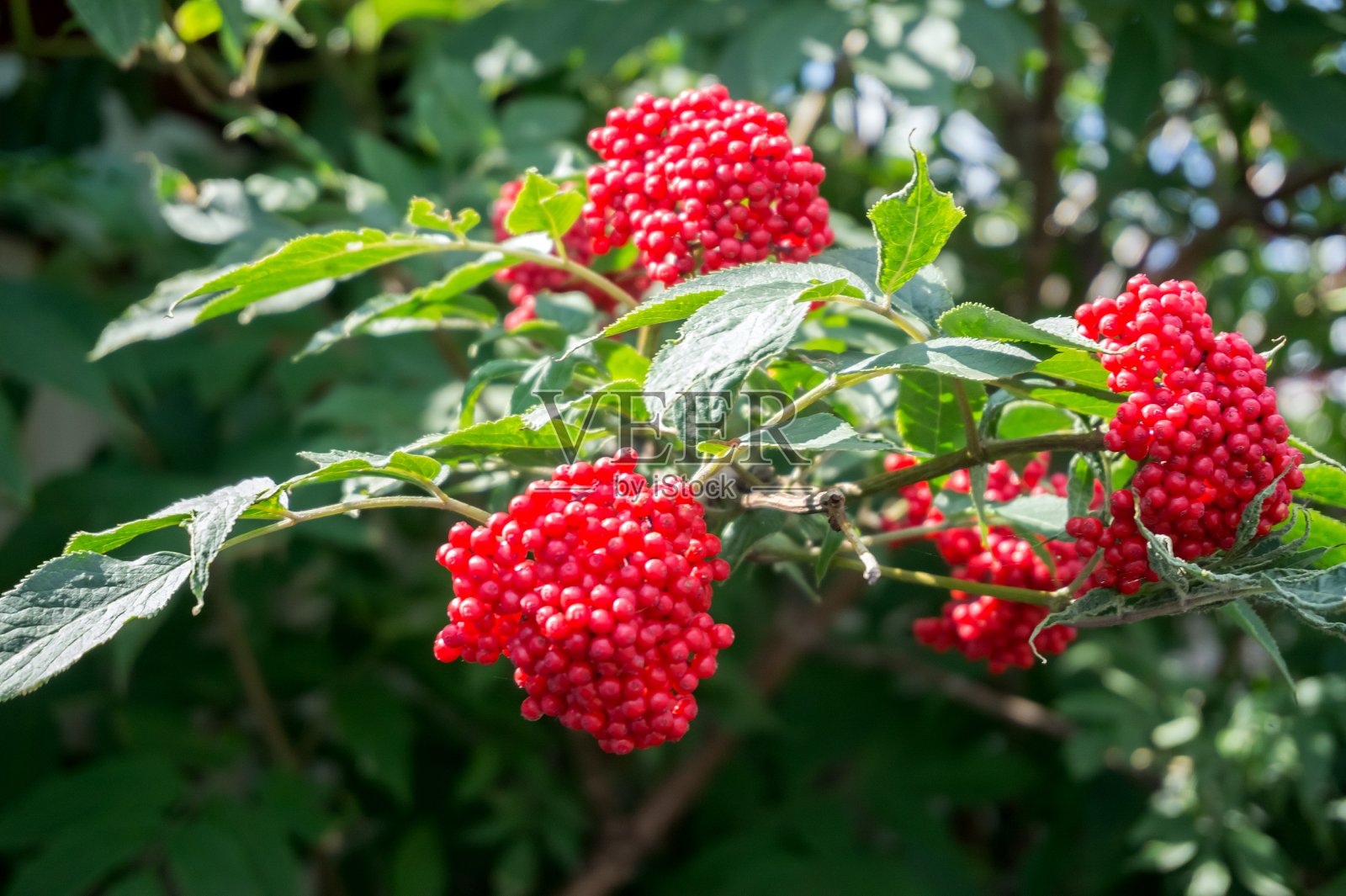 成熟的浆果接骨木红色(Sambucus racemosa)在树枝上对绿色的叶子。照片摄影图片