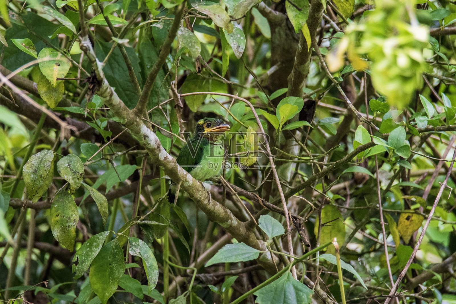 树枝上的彩色长尾宽喙鸟(psarisomus dalhousiae照片摄影图片