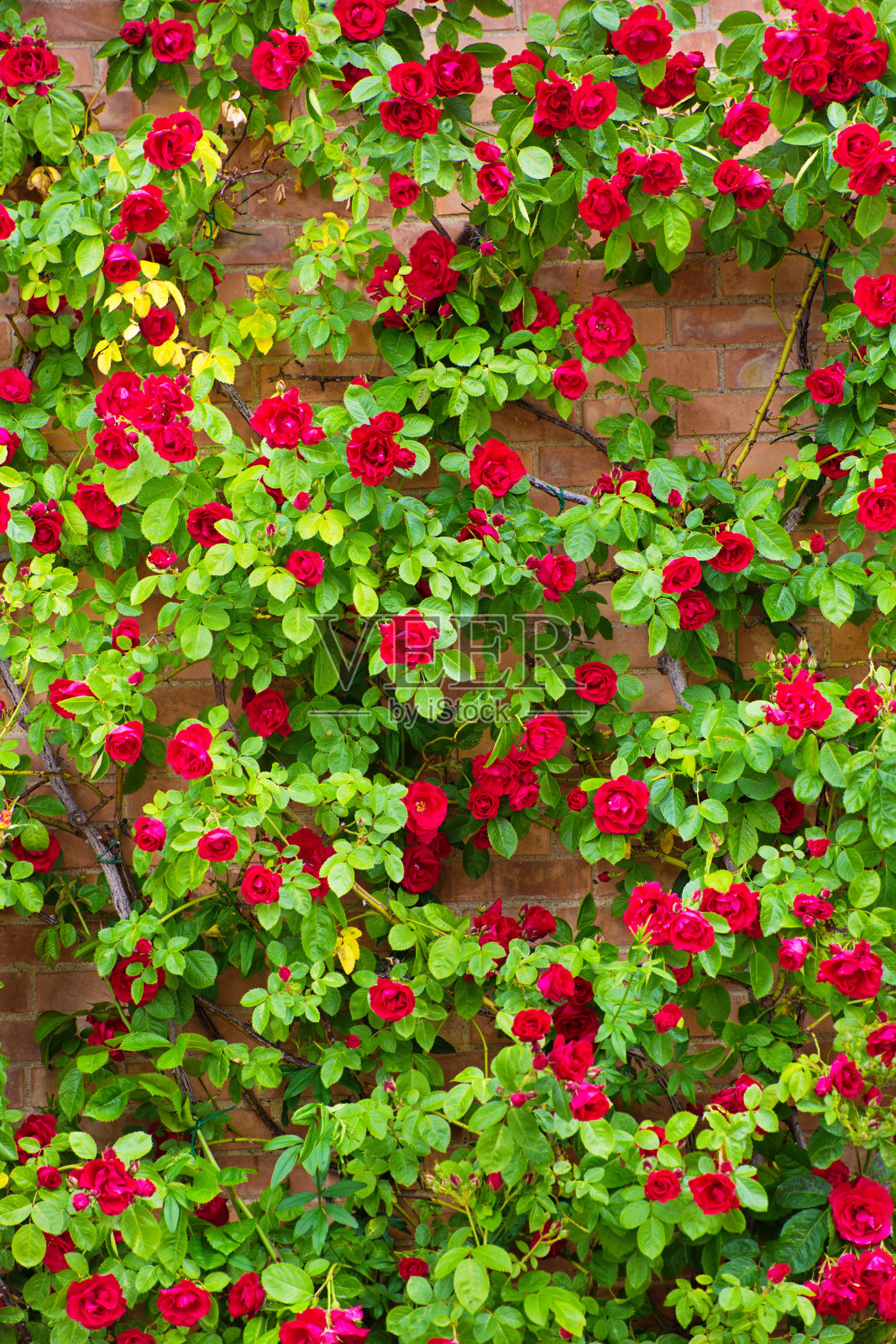 意大利托斯卡纳的一堵红玫瑰墙照片摄影图片