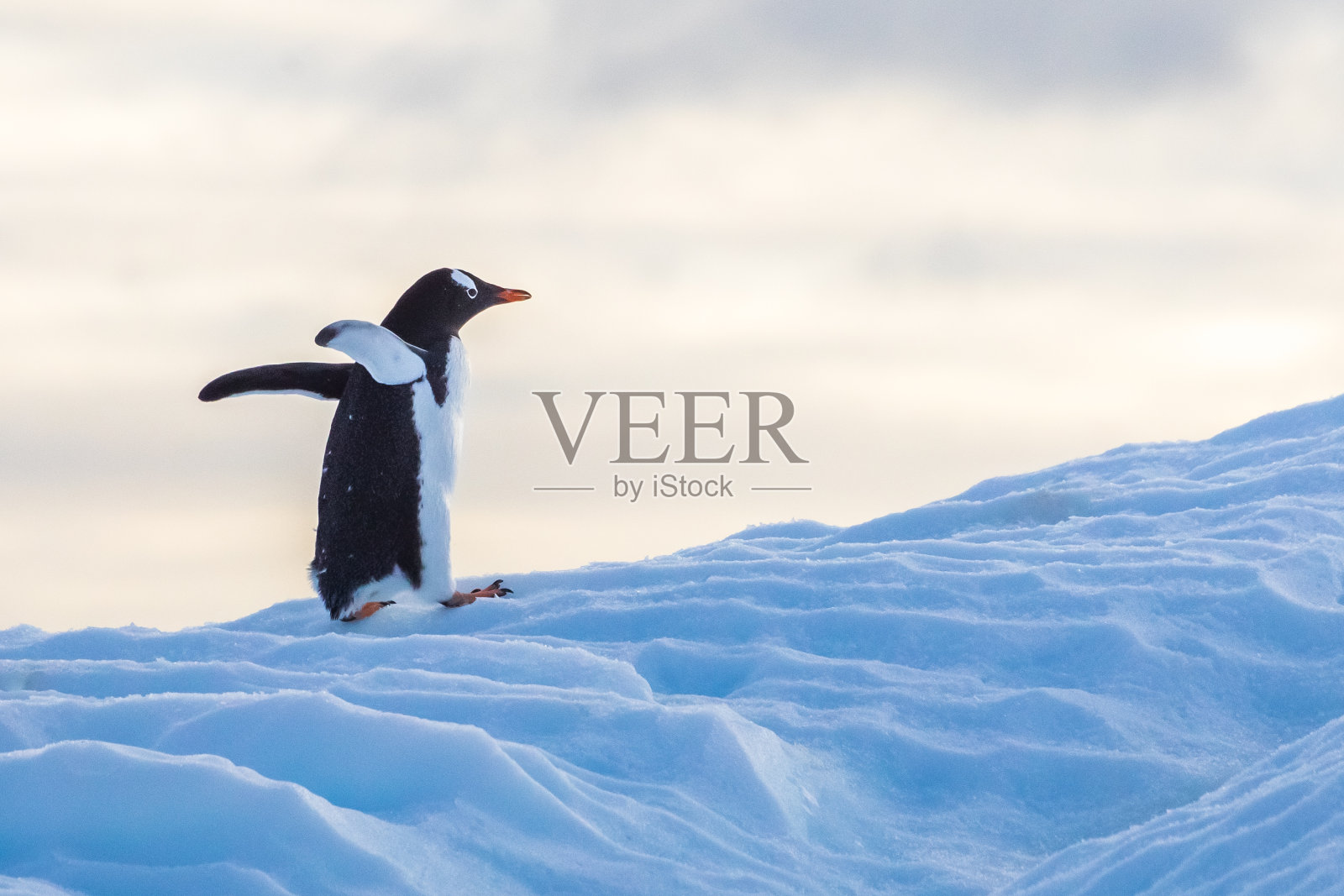 巴布亚企鹅摇摇摆摆地走在冰山上，走向它在南极洲的殖民地，可爱的野生动物，南极半岛的冰冻景观照片摄影图片