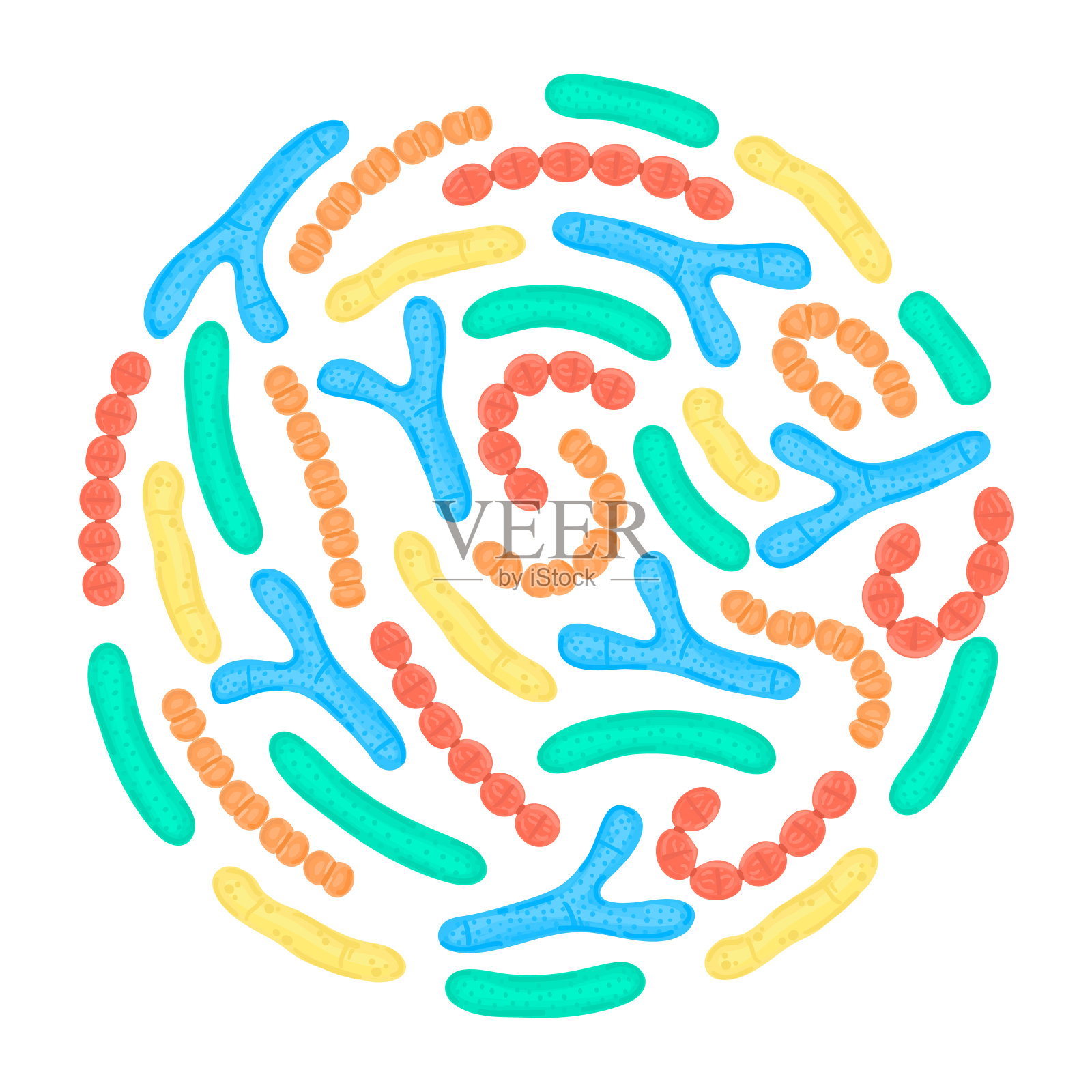 载体益生菌呈圆形。双歧杆菌，乳酸菌，嗜热链球菌，乳球菌插画图片素材
