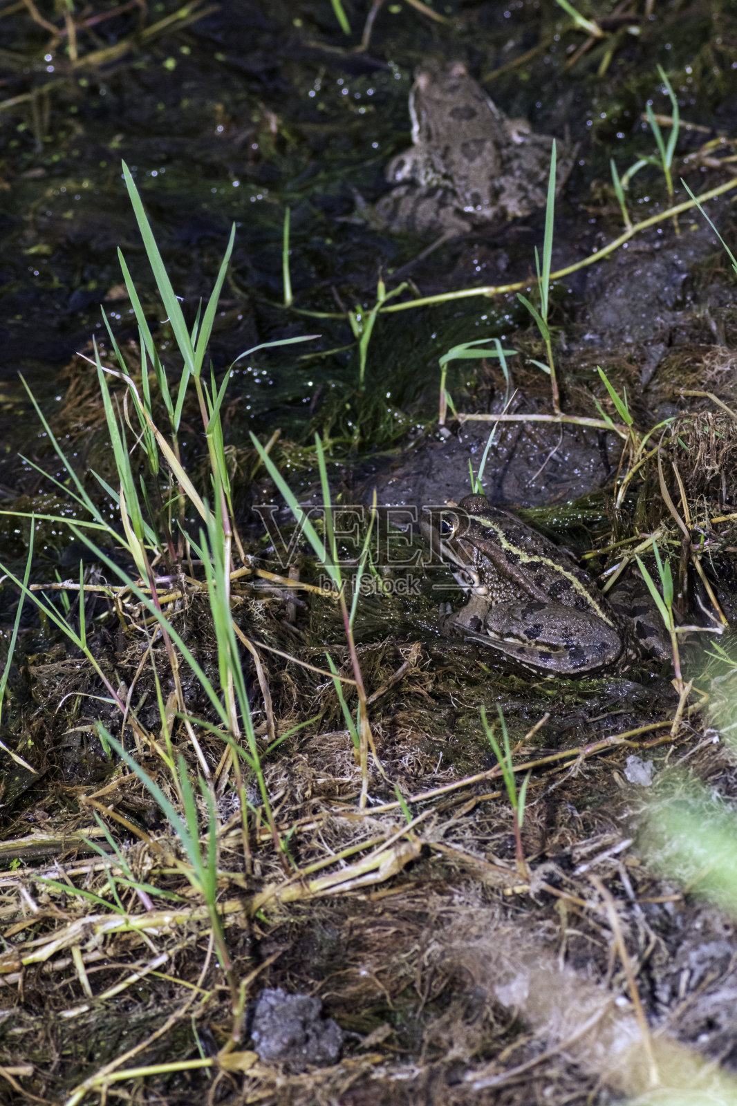 撒丁岛常见的青蛙，在夏天出现在池塘里。照片摄影图片