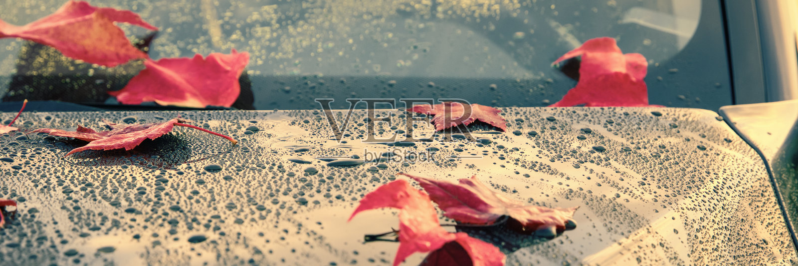 美丽的秋叶躺在一辆干净、潮湿的汽车的引擎盖上——田野的浅浅的深度照片摄影图片