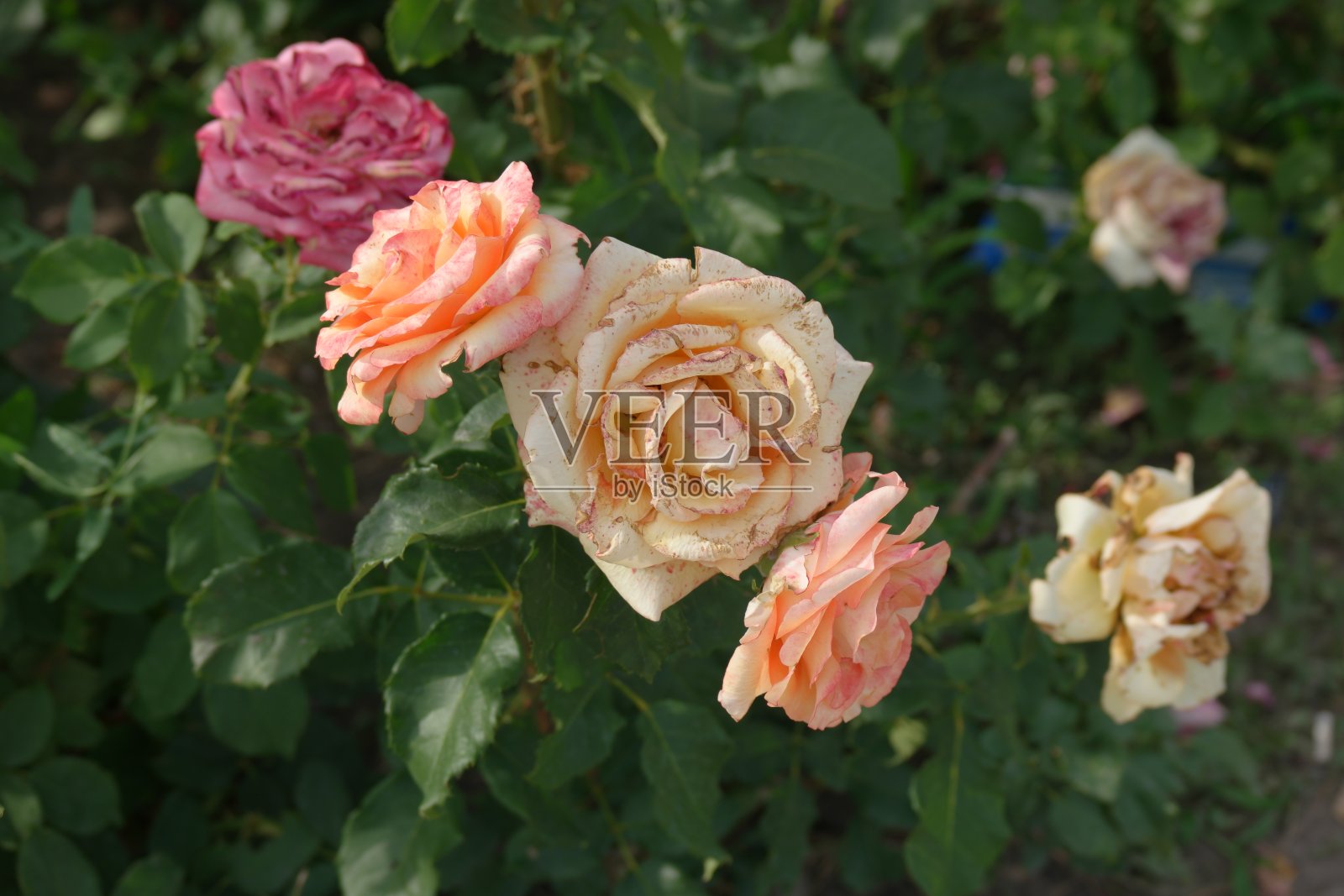 粉红色和黄色凋谢的玫瑰在花园里的特写照片摄影图片