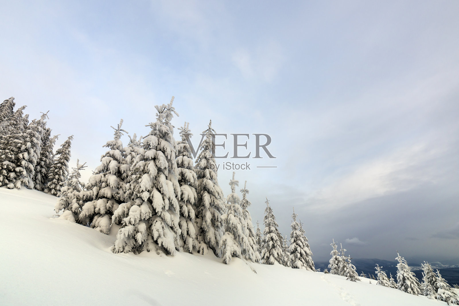 美丽的冬季山地景观。高大的墨绿色云杉覆盖着雪峰和多云的天空背景。插画图片素材