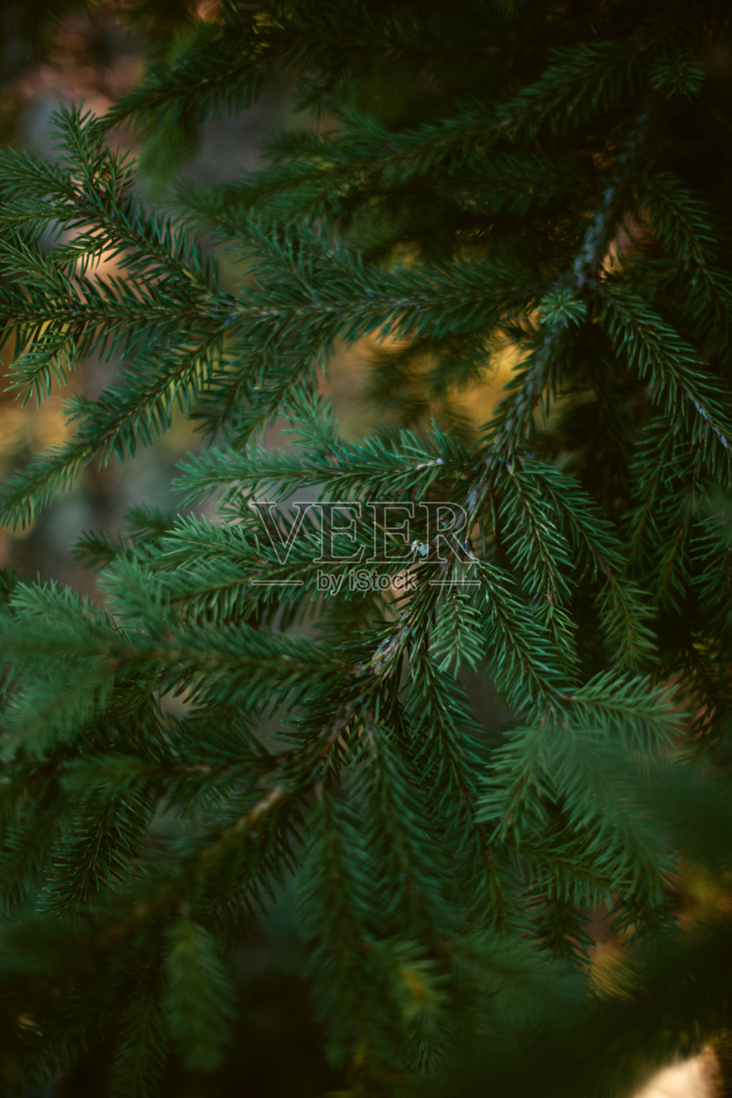 圣诞节的背景。天然绿色冷杉树在黑暗的色调。照片摄影图片