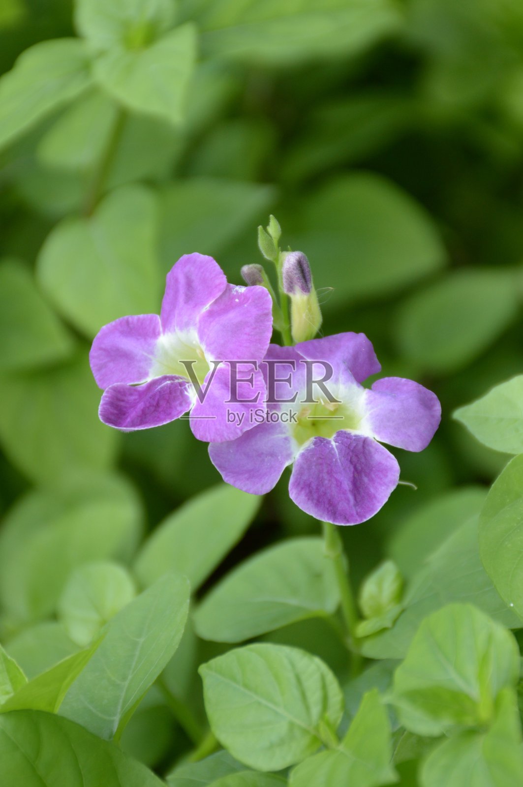 自然花园中紫色的脉石花照片摄影图片
