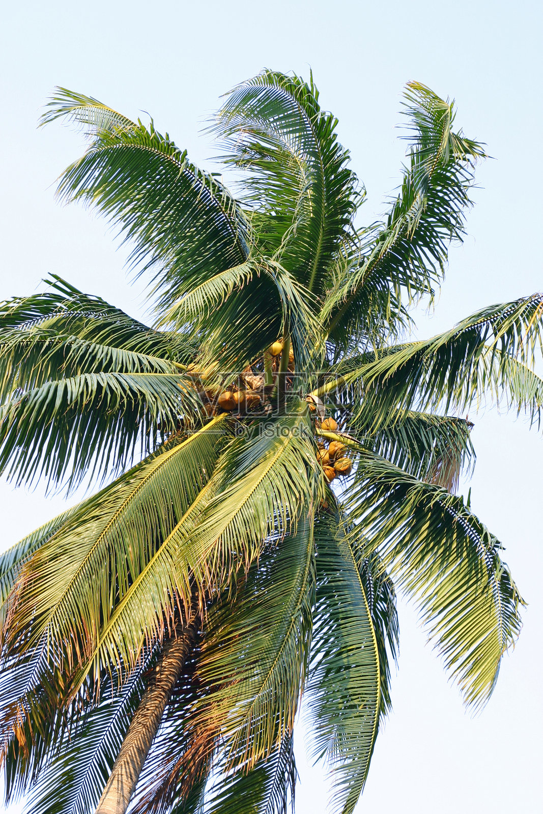 椰子树照片摄影图片