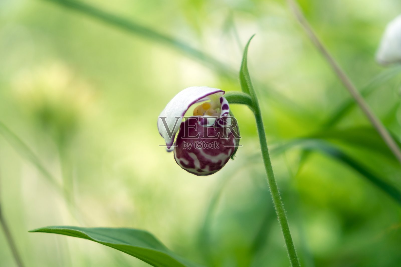 珍稀野生种小兰兰花(杓兰)在森林中，在一个阳光明媚的日子。照片摄影图片