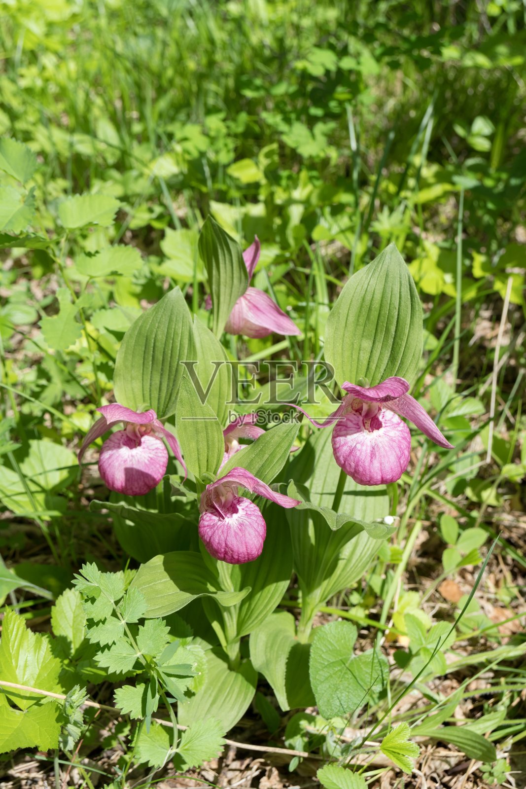 森林中一种罕见的野生粉红色兰花——大花杓兰(杓兰紫杓兰)。照片摄影图片