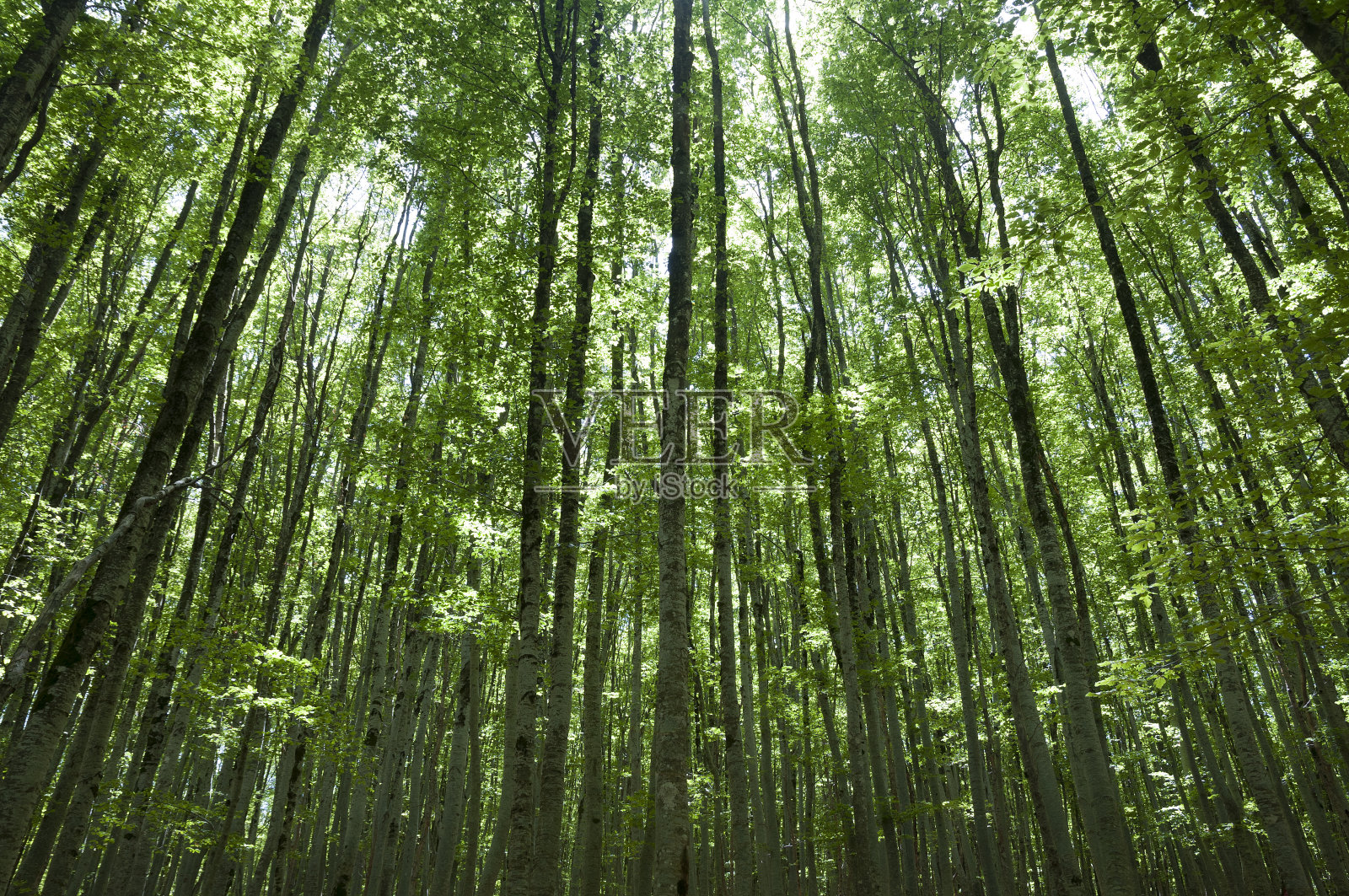 一片山毛榉树林照片摄影图片