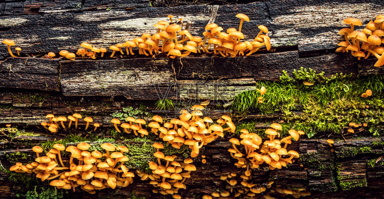 原木上的橙色小蘑菇(Mycena leaiana)照片摄影图片