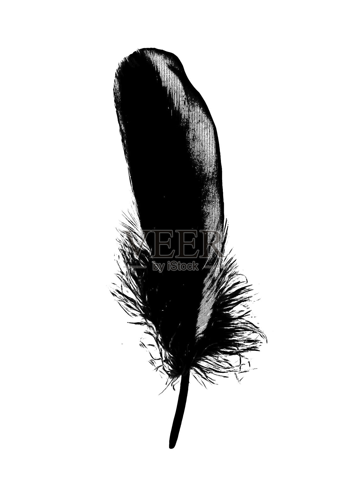 羽毛黑墨图形波西米亚绘画插图设计元素图片