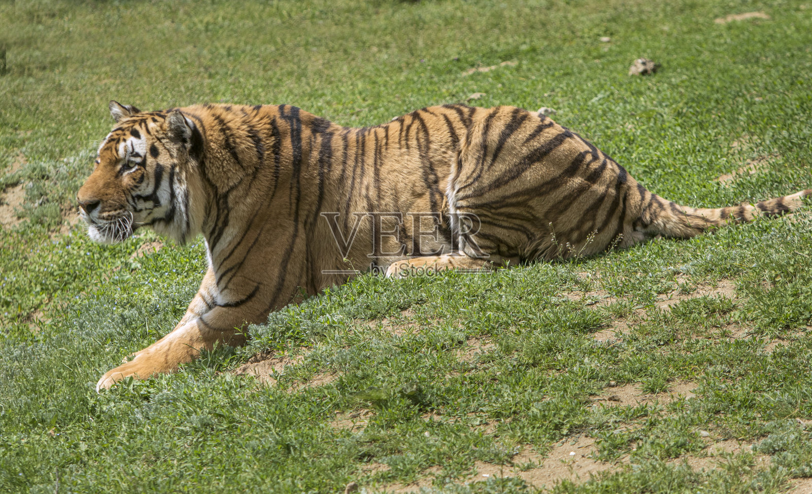 一只老虎躺在草地上照片摄影图片