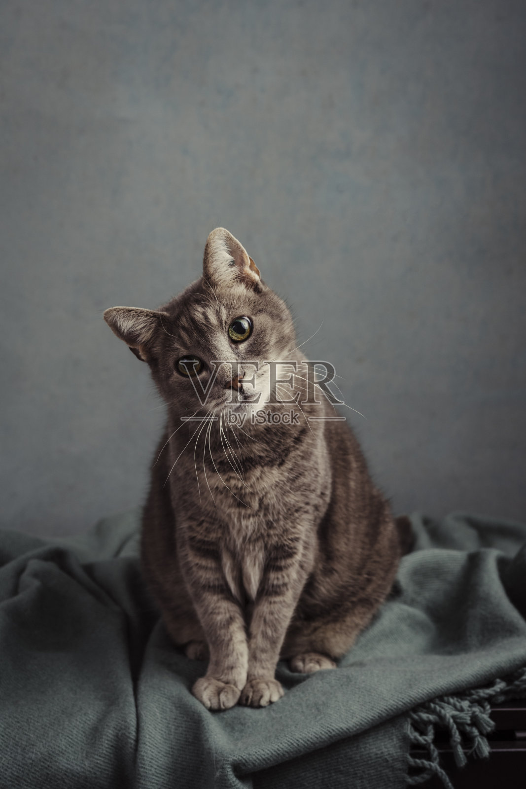 可爱的灰猫在工作室肖像照片摄影图片