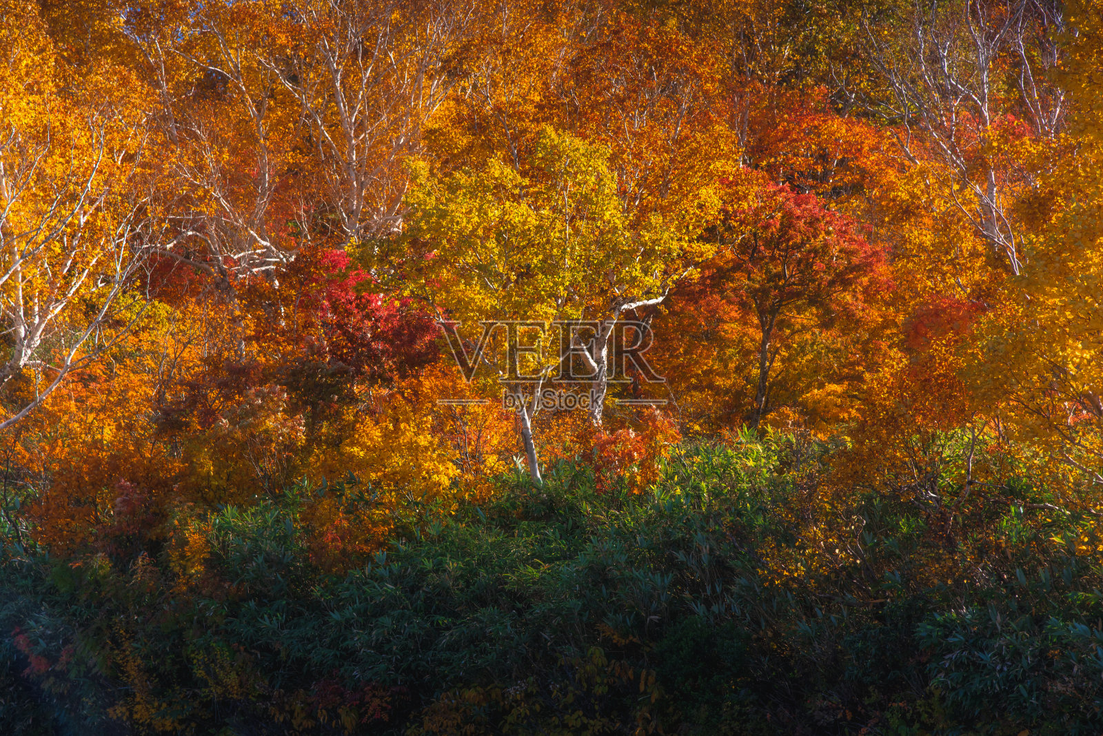 公园里的秋天照片摄影图片