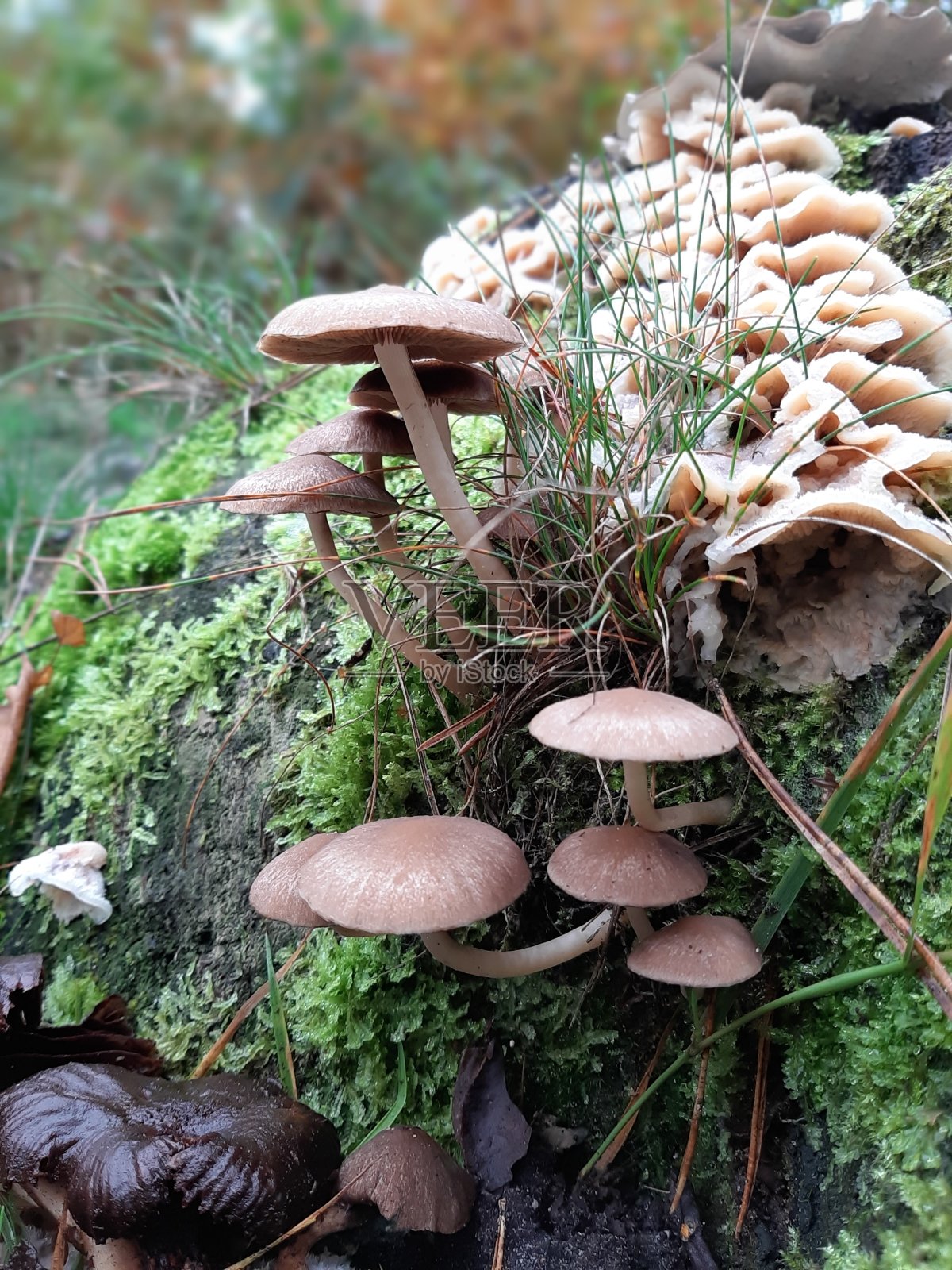 毒蕈、真菌、苔藓和鹅肝生长在一个老树桩上照片摄影图片
