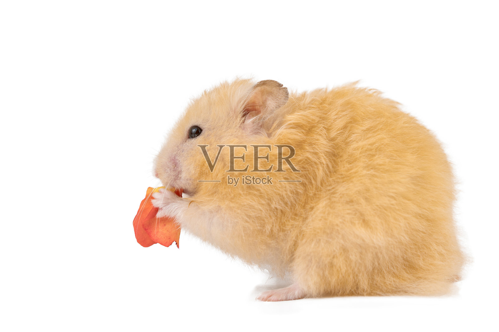 毛茸茸可爱的桃色仓鼠在白色的背景孤立照片摄影图片