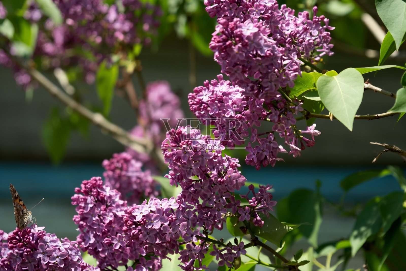 普通紫丁香的开花枝。Syrínga vulgáris)背景是春天的一所乡村房子。照片摄影图片