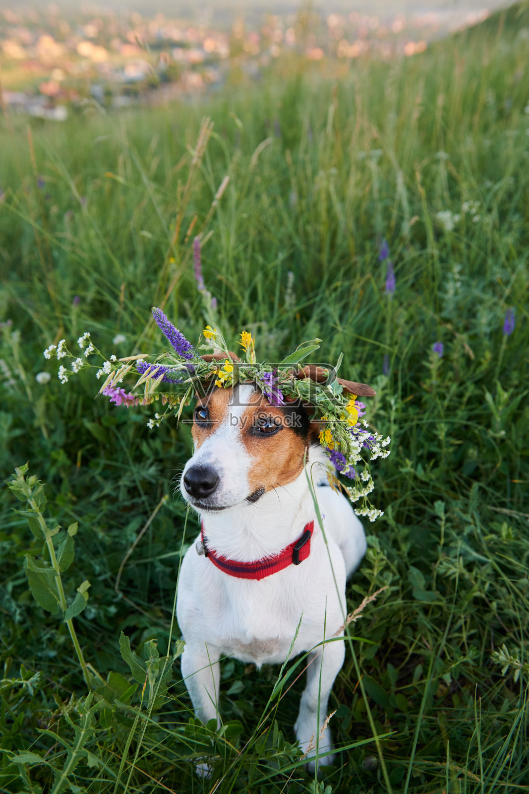 狗在草地上戴着花环照片摄影图片