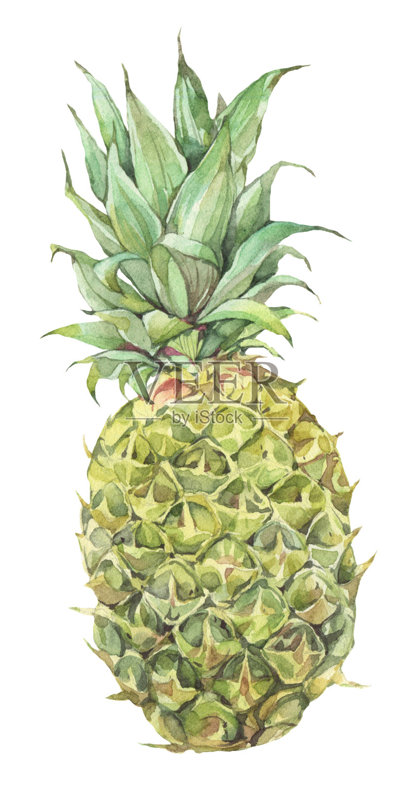 孤立在白色背景上的绿色菠萝。插画图片素材